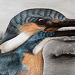 Eisvogel, Alcedo atthis